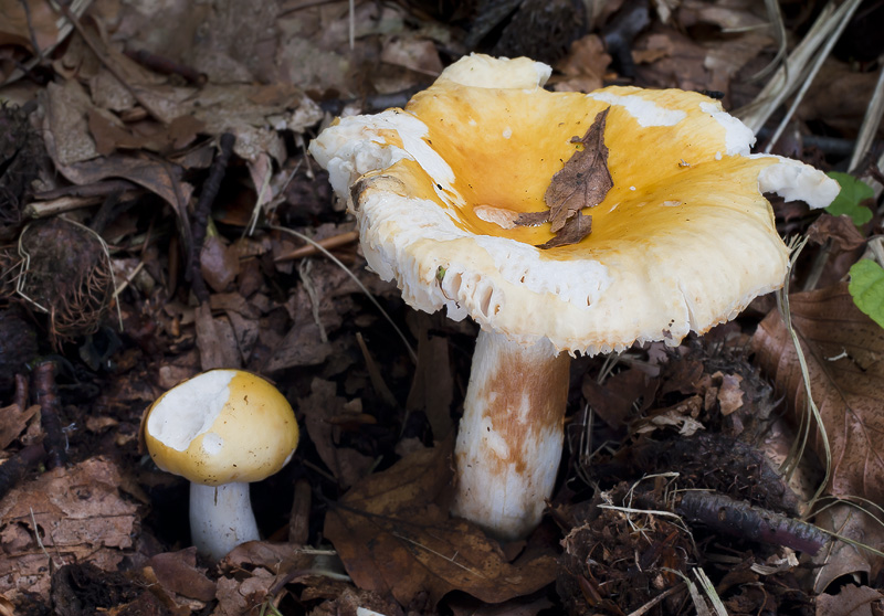 Russula solaris